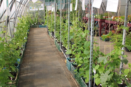 Более сорока сортов винограда в садовом центре «Империя Сада»