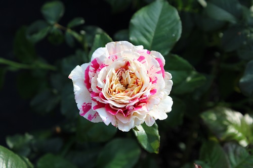 В садовый центр «Империя Сада» завезли большое количество плетистых роз 