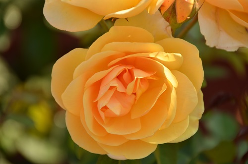 Флорибунды, кустовые, чайно-гибридные, плетистые, почвопокровные и другие розы в садовом центре «Империя Сада»