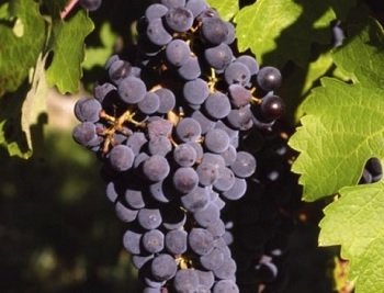 Виноград Гальвера 45 