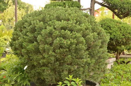 Завезли новую партию хвойных!