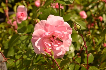 Флорибунда – потомок чайной, мускатной и полиантовой роз  