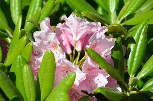 Азалии и рододендроны радуют своим цветением посетителей «Империи сада»!