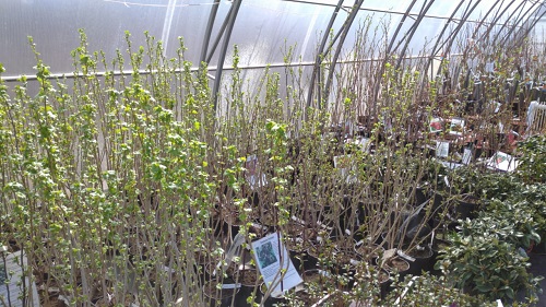 Империя Сада