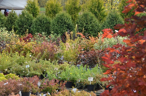Осенние скидки на декоративные лиственные растения, многолетники, розы и хвойные! 