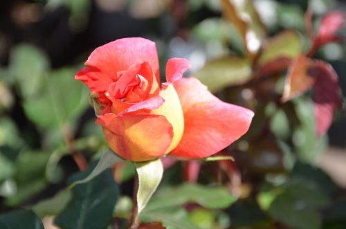 Розы в садовом центре «Империя сада» - как всегда величественны, как всегда прекрасны!