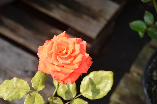Ещё немного роз в садовом центре «Империя сада»