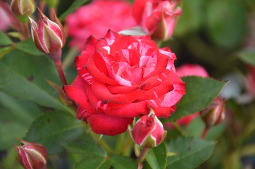 Парковые и плетистые розы завезли в садовый центр «Империя сада»