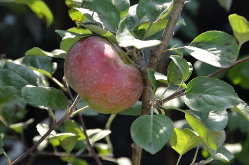 В садовом центре «Империя сада» около ста сортов яблони
