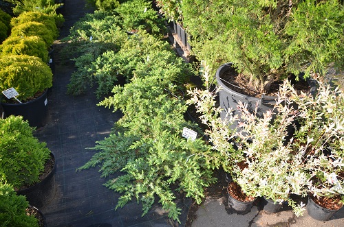 Около 20 сортов можжевельника завезли в садовой центр «Империя сада»