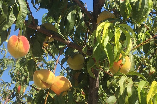 Персик, абрикос, вишня, слива и другие плодовые в садовом центре «Империя сада»