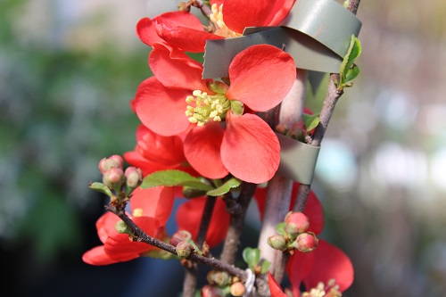 Несравненная цветущая айва японская в садовом центре «Империя Сада»