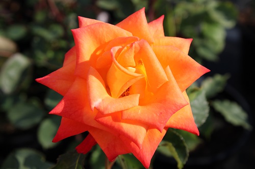 Первая волна цветения чайно-гибридных роз в садовом центре «Империя Сада» с середины июня
