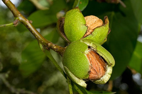 Дерево грецкого ореха может жить до 400 лет