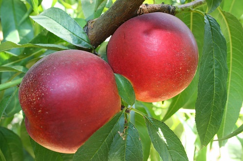 Шарафуга – гибрид абрикоса, сливы и персика – теперь в садовом центре «Империя сада»