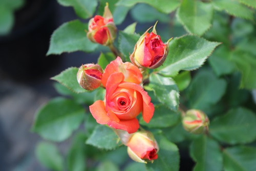 На самом красивом участке в саду я розу прекрасного цвета найду