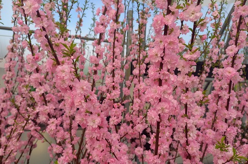 Миндальное дерево с нежно-розовыми соцветиями в «Империи сада»