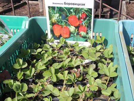 От десяти сортов земляники в нашем ассортименте!